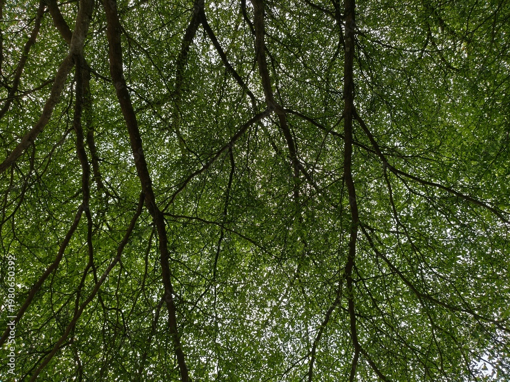 Fototapeta premium Low angle view of lush green tree branches with dense leaves and natural sunlight