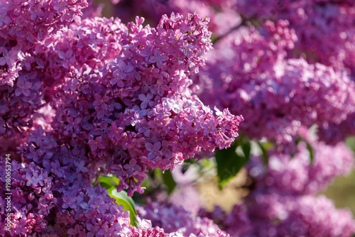 Close-up of lilac flowers in nature