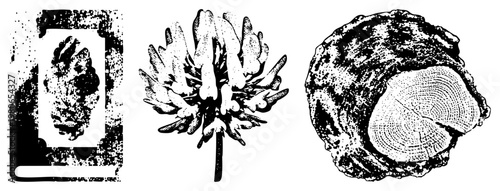 Artistic halftone print of natural elements pinecone in frame, clover flower, tree stump rings., textured, botanical study.