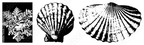 Detailed snowflake with symmetrical arms, scallop with radial ridges, black and white vector art, nature motifs, isolated foreground elements.