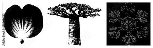 Stylized botanical and natural forms in vector art flower bloom, baobab tree trunk, intricate snowflake isolated graphic elements for design.