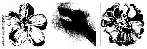 Three distinct vector graphics rendered in halftone style frangipani, abstract petal form, and zinnia. Artistic work with textured shading. Isolated, cutout, rgba.
