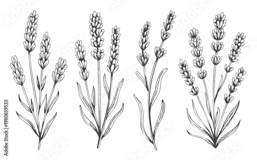 Vintage lavender sprig collection in original hand drawn botanical engraving line art style.