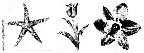 Stylized halftone starfish, tulip, and daffodil in, graphic design elements, vector art, nature motifs, textured, isolated foreground, artistic printmaking style.