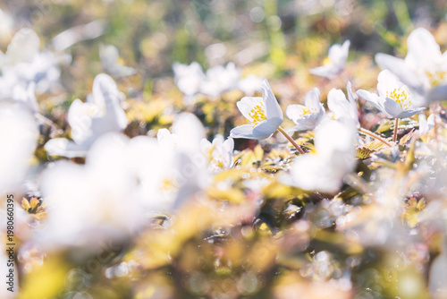 White spring flowers Anemone with soft bokeh background