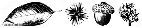 Detailed botanical illustrations including a veined leaf, starfruit, acorn cap, and tree. Vector nature, black and white, engraved style.