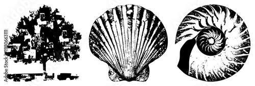 Artistic black and white halftone prints of natural forms tree silhouette, scallop, nautilus spiral. Classic engraved style, textured shading, scientific illustration aesthetic.