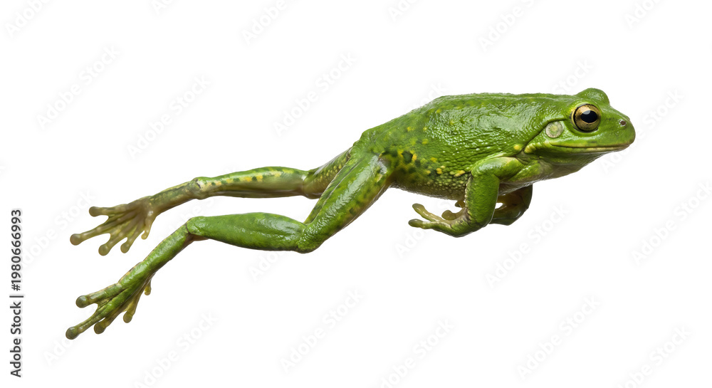 Fototapeta premium Vibrant Green Tree Frog PNG Cutout: Isolate the Detailed Amphibian on a Transparent Background for Design and Illustration Projects - High-Resolution