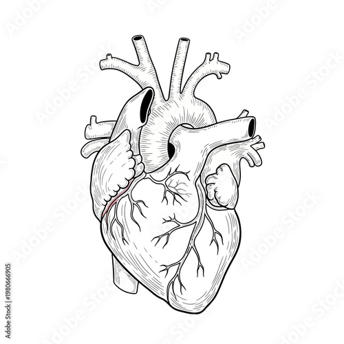 Anatomical illustration of a human heart with detailed vessels.