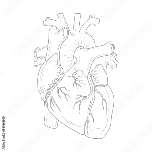 Anatomical illustration of a human heart with detailed vessels.