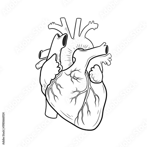Anatomical illustration of a human heart with major vessels.