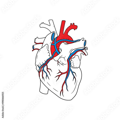 Anatomical Illustration of a Human Heart with Red and Blue Vessels.