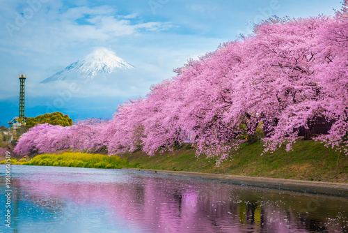 Beautiful blooming cherry blossoms or Sakura with Mount Fuji in the background and a Urui river in the foreground is a popular tourist spot in Fuji City, Shizuoka Japan.