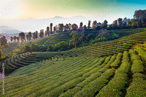 Landscape view of tea plantation at Doi Mae Salong at sunrise, in the morning Chiang Rai, Thailand is Top tourist destinations and Landmark of Chiang Rai