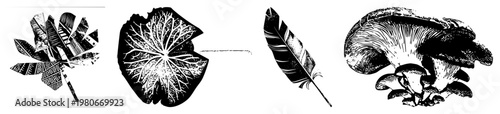 Vector illustration of leaf veins, feather texture, mushroom cluster, and abstract winged shape, isolated nature motifs, botanical and zoological design elements.