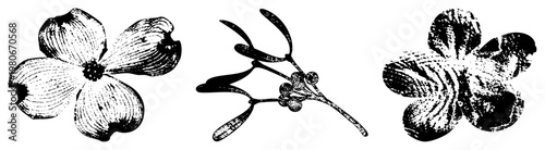 Classic black and white botanical drawings of dogwood bloom, mistletoe branch, and stylized flower, rendered with detailed hatching and halftone textures, ideal for print or design.