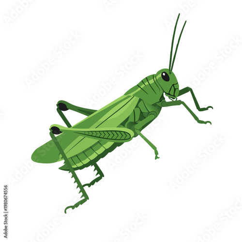 Green grasshopper perched on white background illustration