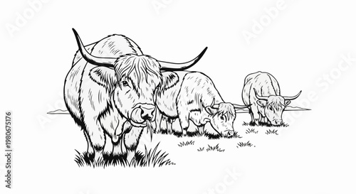 Three shaggy cattle with long horns grazing on a grassy field
