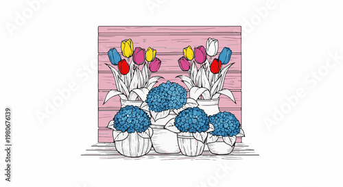 Vibrant tulips and blue hydrangeas bloom in white pots against a pink wooden background