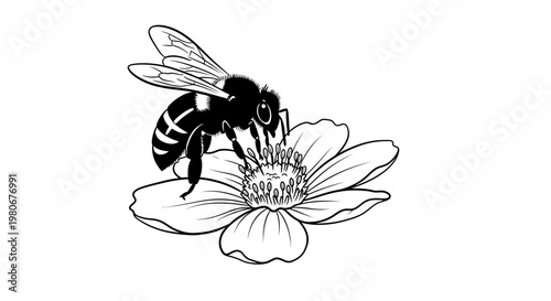 Black and white bee on flower.