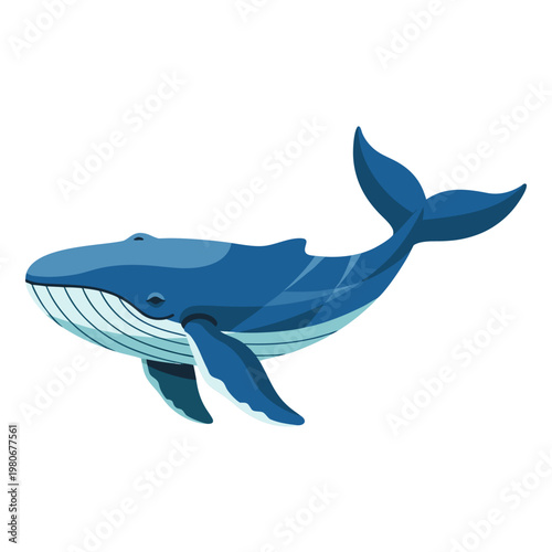 Blue whale swimming alone on white background