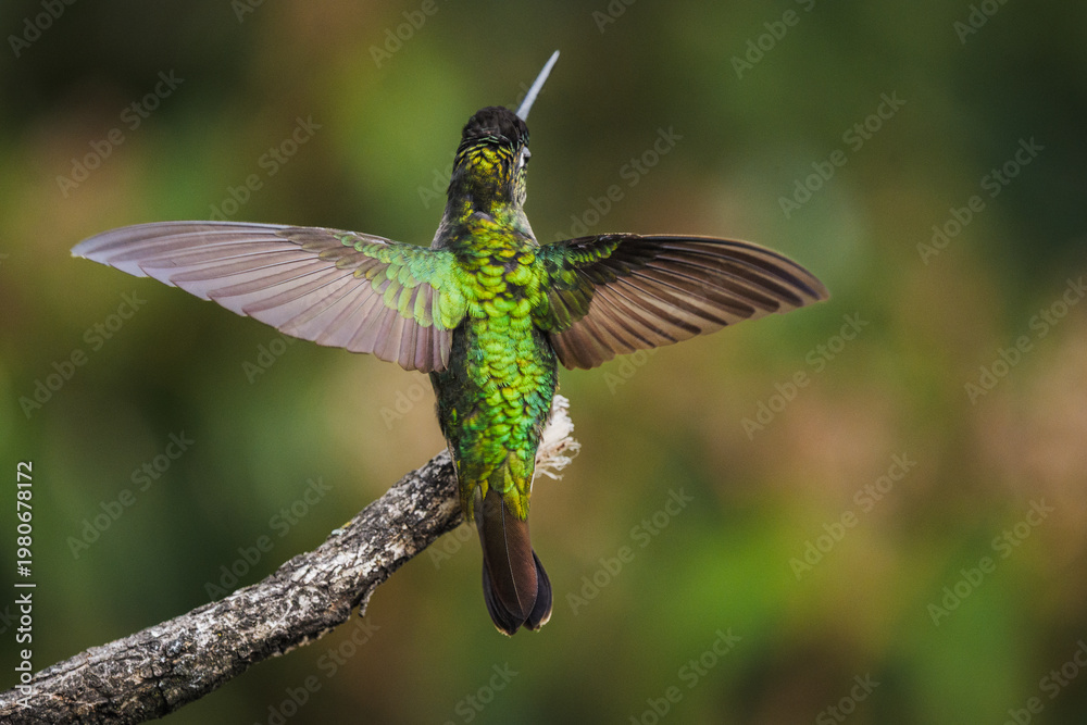 Fototapeta premium Kolibri sitzt auf Ast, Costa Rica