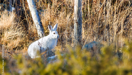 Hare in Winter Fur at Late Autumn near Valtjernet in Nord-Aurdal Municipality, Norway