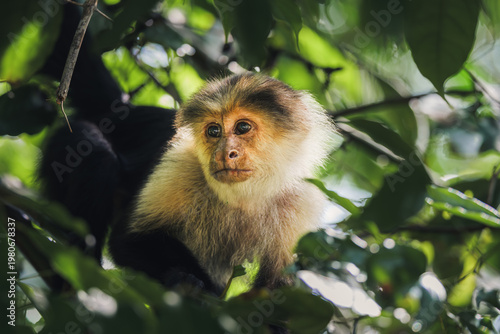 Tableau sur toile Affe sitzt auf Ast in Costa Rica