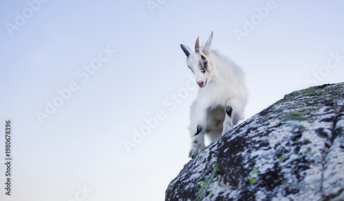 Goat Kid on Summer Grazing on Herfol Island in Hvaler, Norway