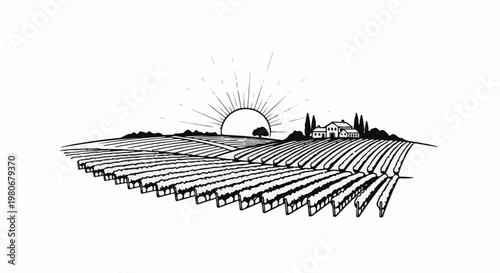 Sunrise over a vineyard with farmhouses and cypress trees