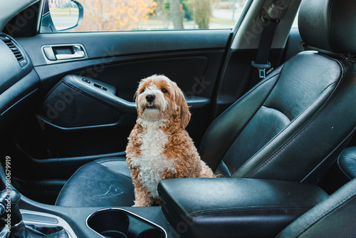 Dog sits in a car seat enjoying the view outside on a sunny day with trees in the background