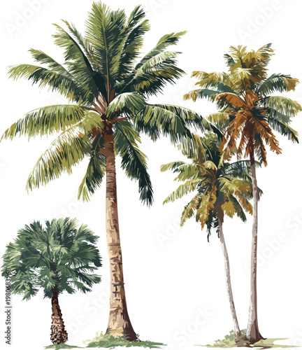 Isolated palm tree on white background tropical beach nature summer travel illustration vector style