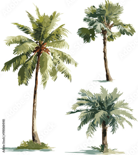 Isolated palm tree vector illustration on white background showing tropical plant with green leaves and trunk for summer beach vacation theme