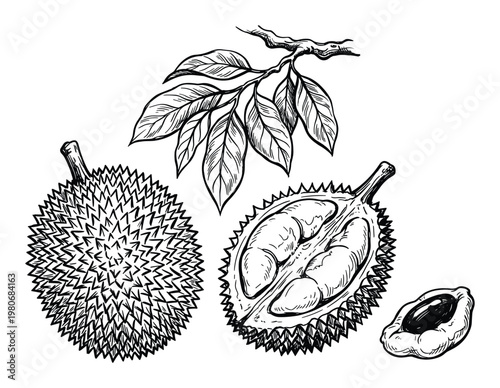 Durian fruit set with whole thorny skin half cut segment pulp seed and tropical branch with leaves