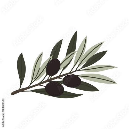 Vector olive branch with black olives and lush leaves, botanical hand drawn illustration