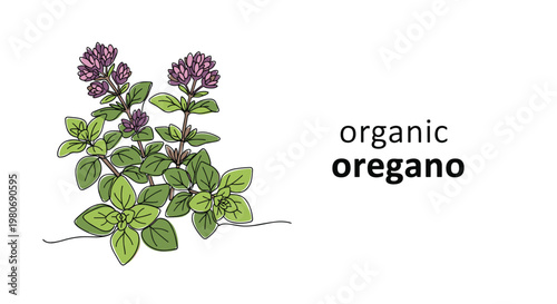 Hand-drawn illustration of an organic oregano plant with purple flowers and green leaves for herb and spice garden theme.