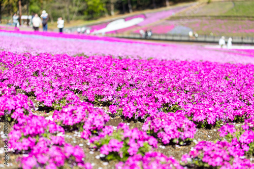 羊山公園の芝桜