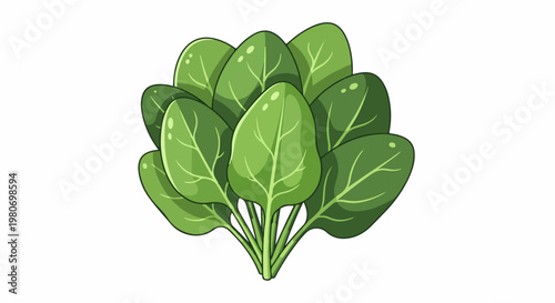 Bunch of vibrant green spinach leaves, a healthy leafy vegetable