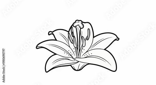 Detailed black and white illustration of a lily flower with prominent stamens