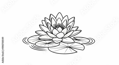 Delicate black and white drawing of a water lily with pads