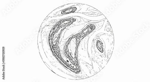 Microscopic view of biological structures, cell clusters, and tissue