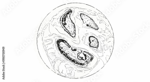 Microscopic view of cellular structures with internal granular details