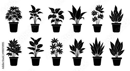 Variety of Potted Houseplants on Display.