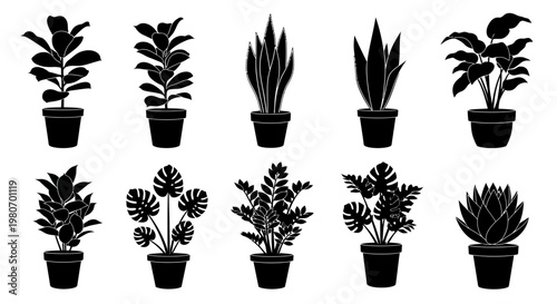 Variety of Potted Houseplants on Display.