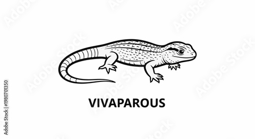 A black and white illustration of a lizard with the word "viviparous" below