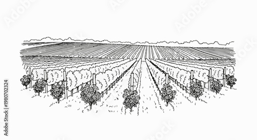 Hatching style drawing of a vast vineyard with rows of grapevines and distant hills