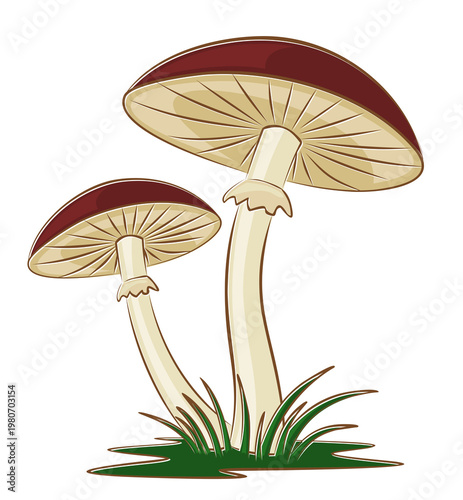 Forest mushrooms with a green grass.