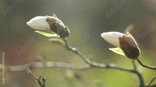 Blossoming white young Magnolia Kobus flower on blue sky background. Close-up. Spring awakening of nature