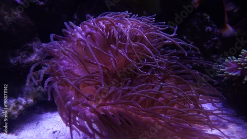 Clownfish Hiding Inside Anemone in Aquarium | 4K Underwater Stock Footage