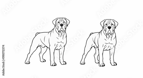 Two line drawing illustrations of large dogs, side by side, looking forward